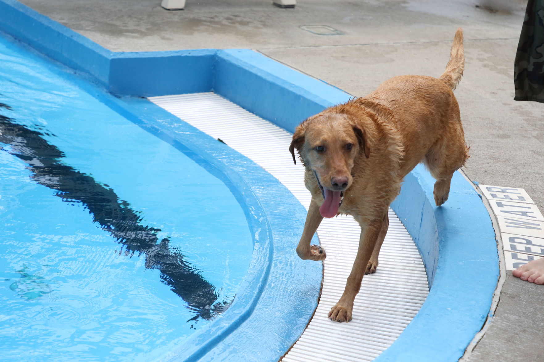 Dogs at the pool (20).JPG